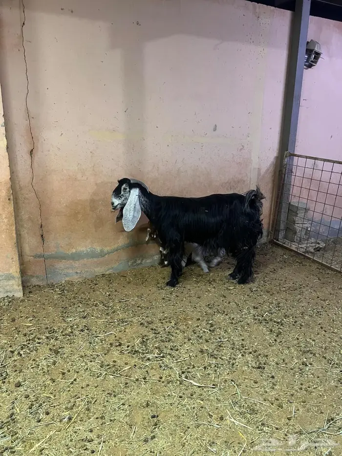 معزاء كفوو متاومه 9