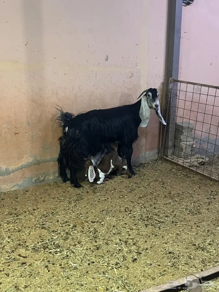 معزاء كفوو متاومه 4