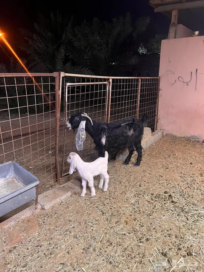 معزاء كفوو متاومه 5