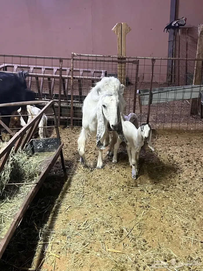 معزاء كفوو متاومه 11