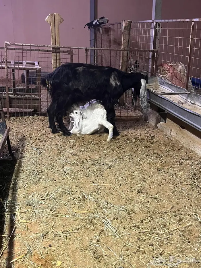 معزاء كفوو متاومه 14