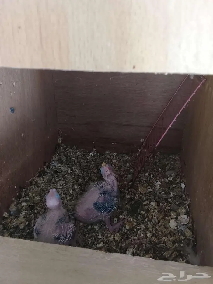 فروخ كروان 5