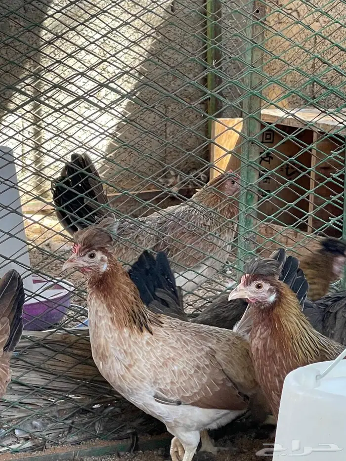 دجاج عربي 2