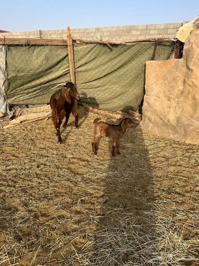 عنز حمراء عليها عناق 0