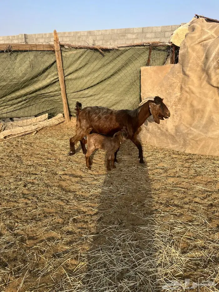 عنز حمراء عليها عناق 2