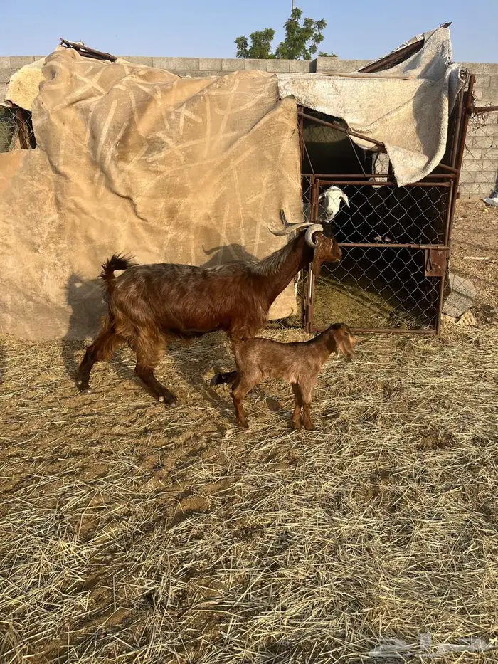 عنز حمراء عليها عناق 1