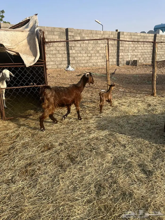 عنز حمراء عليها عناق 3