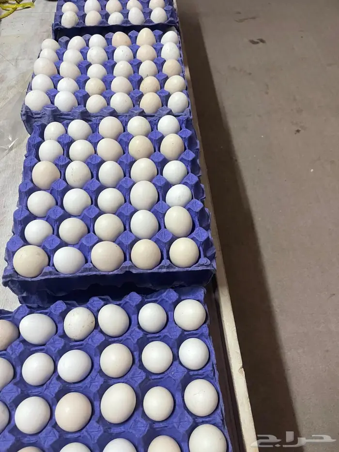 بيض مائدة بلدي طازج من مزرعة الفارس علي 0