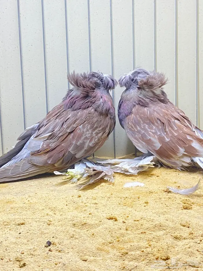 لعشاق البخارى 2