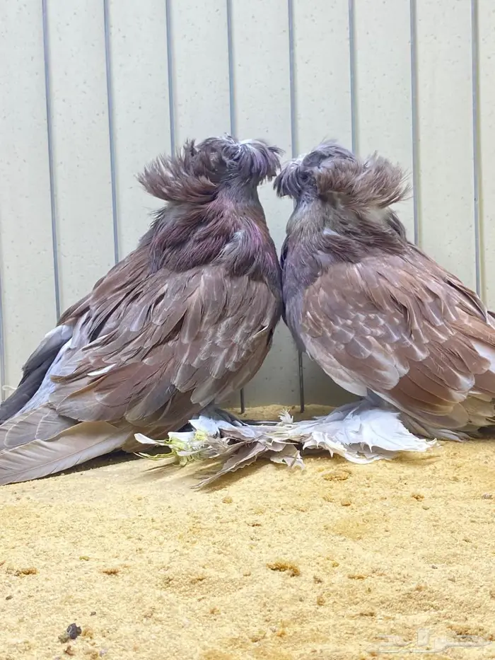 لعشاق البخارى 0