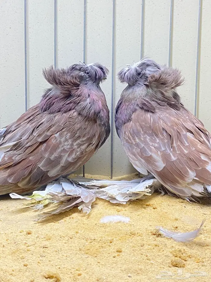 لعشاق البخارى 1