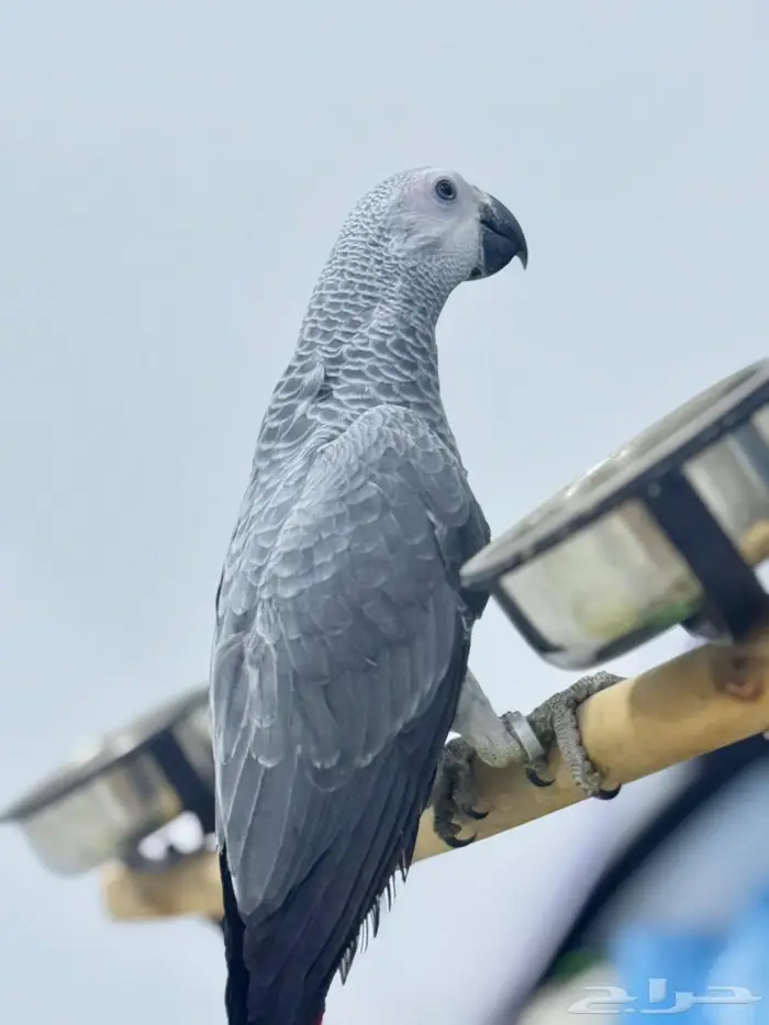 للبيع كاسيكو اليف جد ا 1