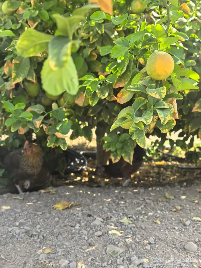 بيض مائدة بلدي طازج من مزرعة الفارس علي 1