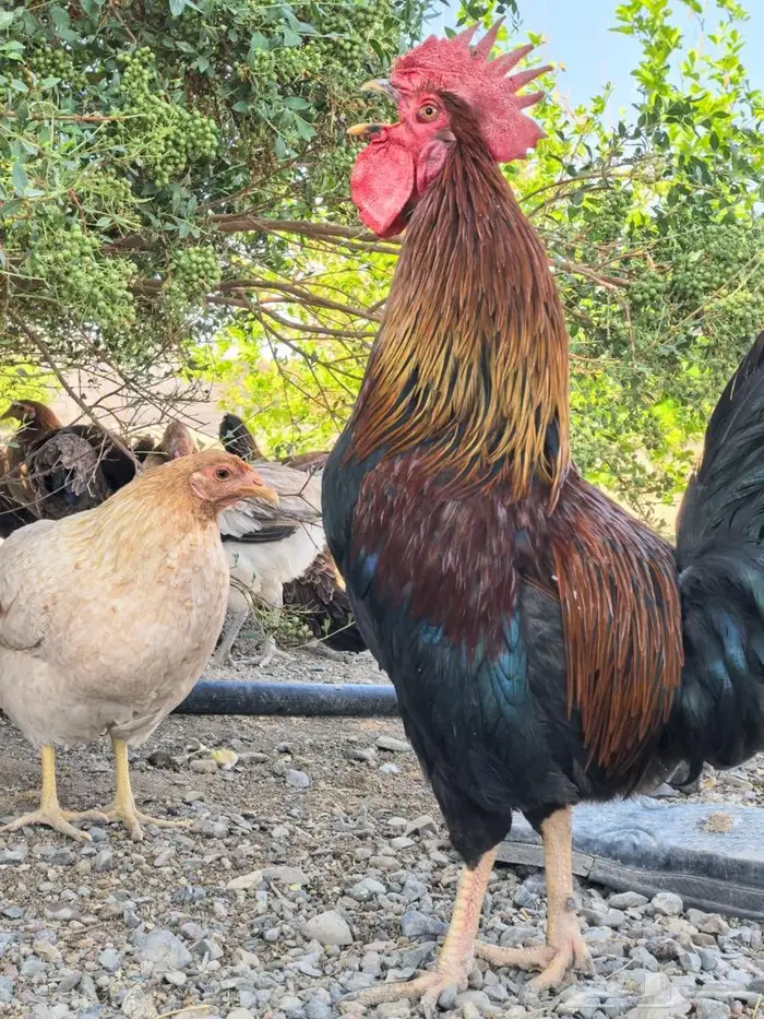 بيض مائدة بلدي طازج من مزرعة الفارس علي 2