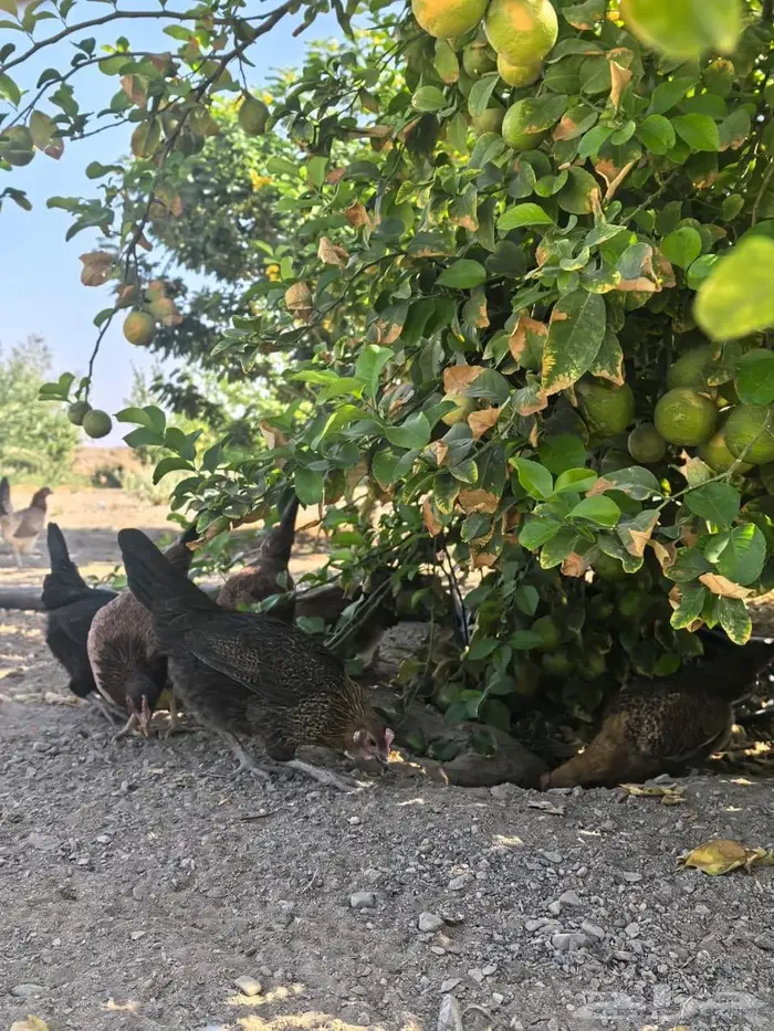 بيض مائدة بلدي طازج من مزرعة الفارس علي 3