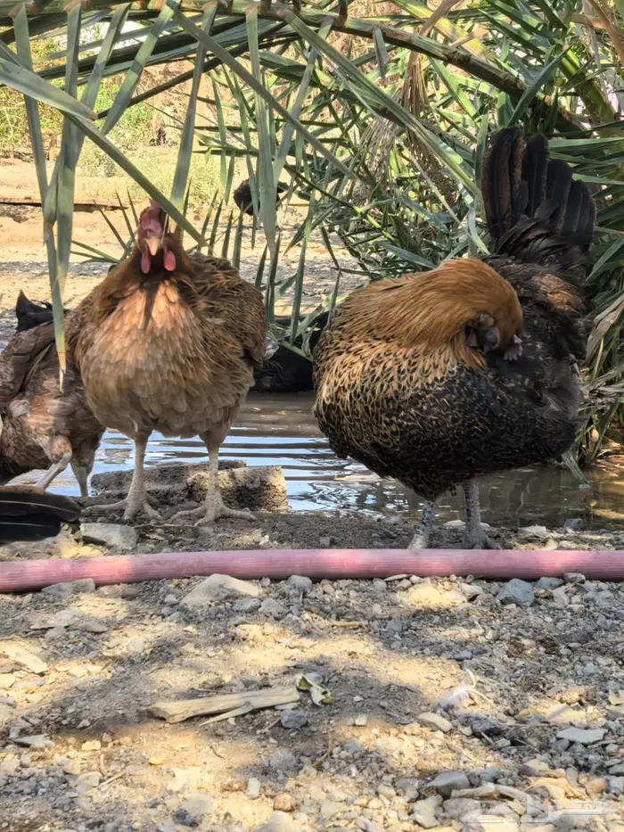 بيض مائدة بلدي طازج من مزرعة الفارس علي 4