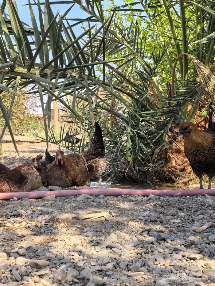 بيض مائدة بلدي طازج من مزرعة الفارس علي 5