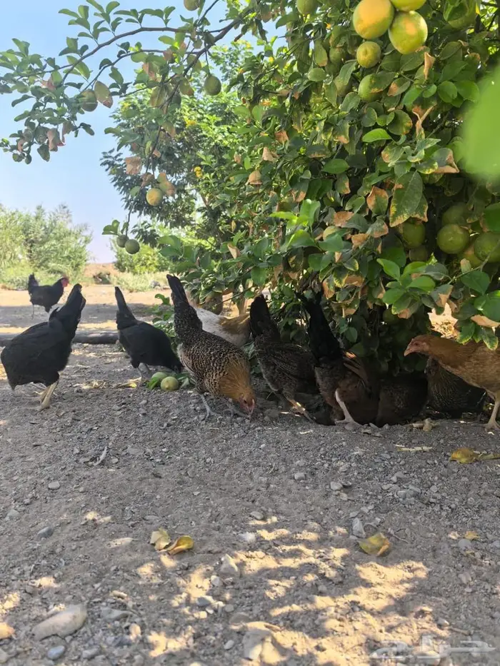 بيض مائدة بلدي طازج من مزرعة الفارس علي 6