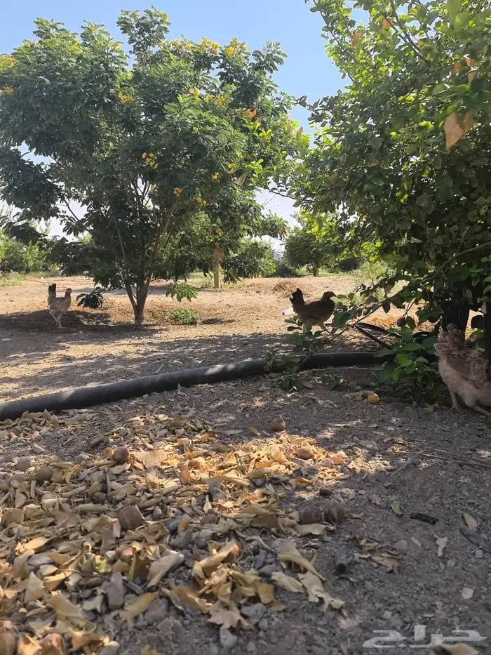 بيض مائدة بلدي طازج من مزرعة الفارس علي 7