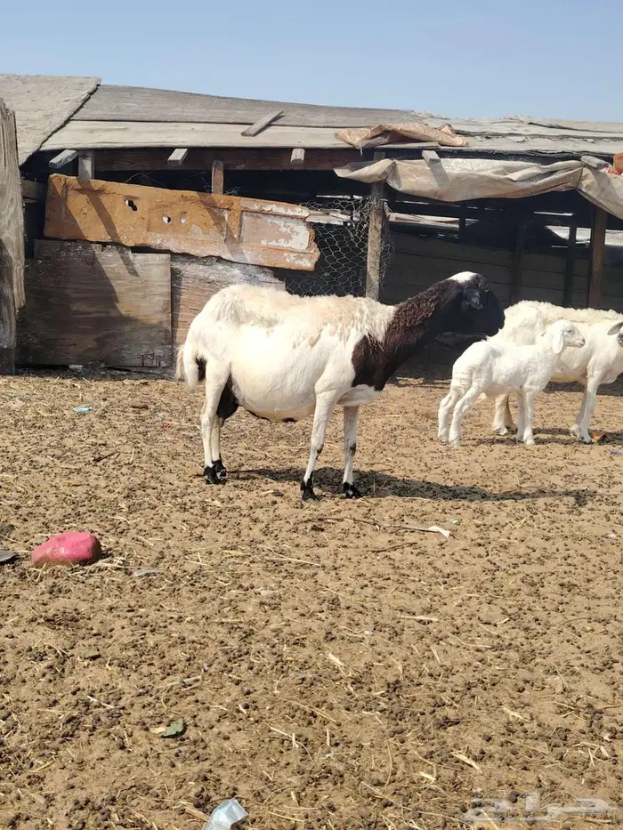 حريات متابيع 2