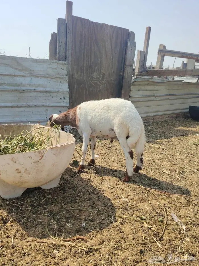 حريات متابيع 1