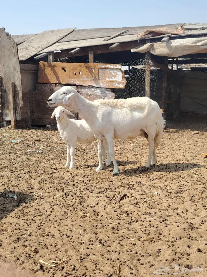 حريات متابيع 3