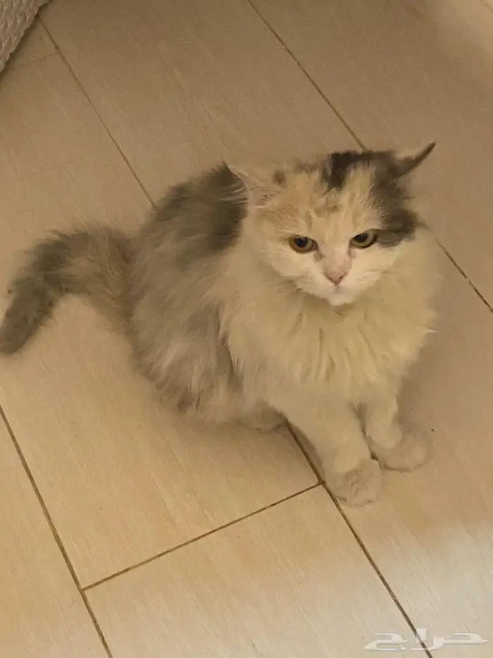 قطوة منزل ضائعة 1