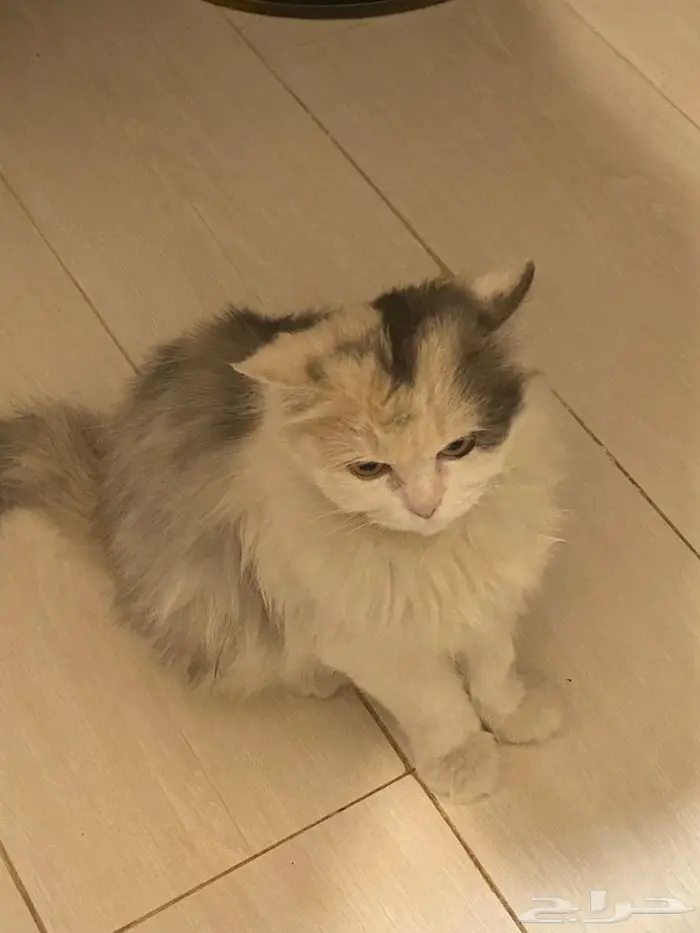 قطوة منزل ضائعة 0