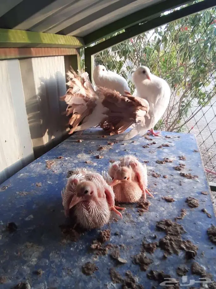 زوج هولندي اصفر معاه فرخين تم البيع 0