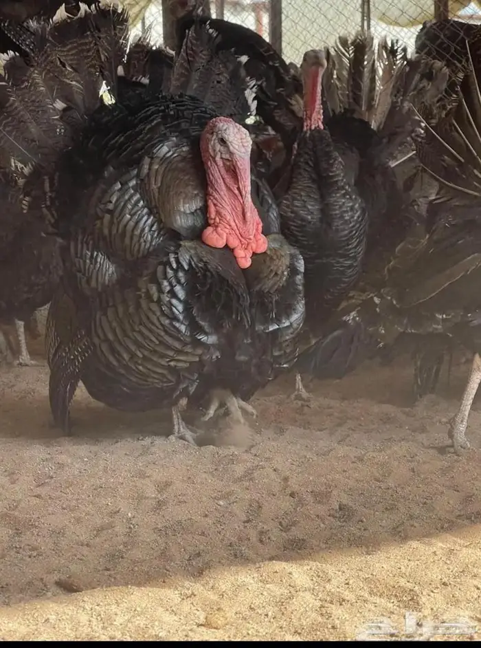 بيض رومي مخصب ملون 2