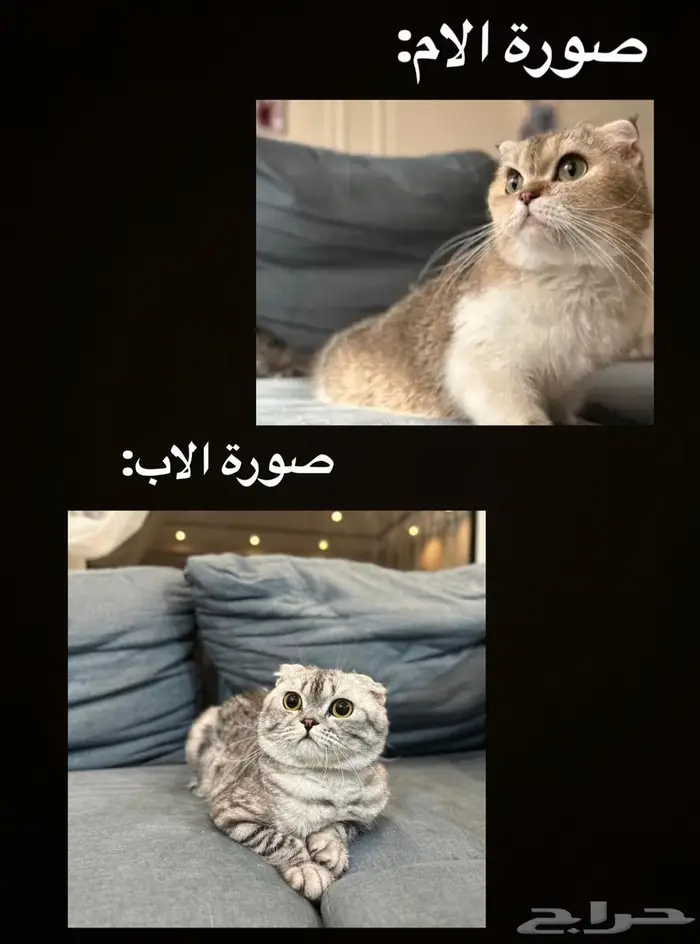 سكوتش للبيع انثى 2