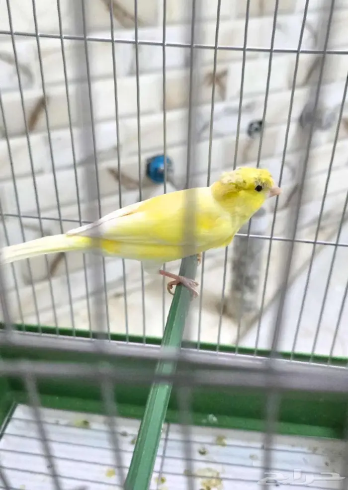 كناري مغرد منتج 0