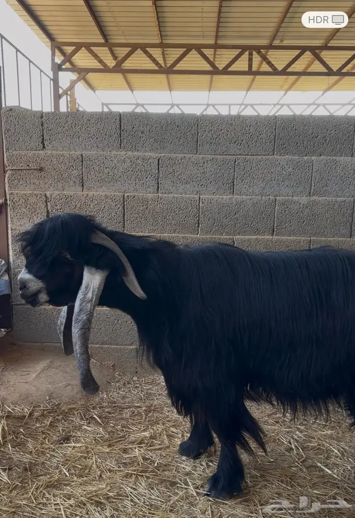 تيس عارضي شكر . 0