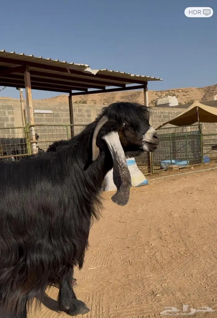 تيس عارضي شكر . 2