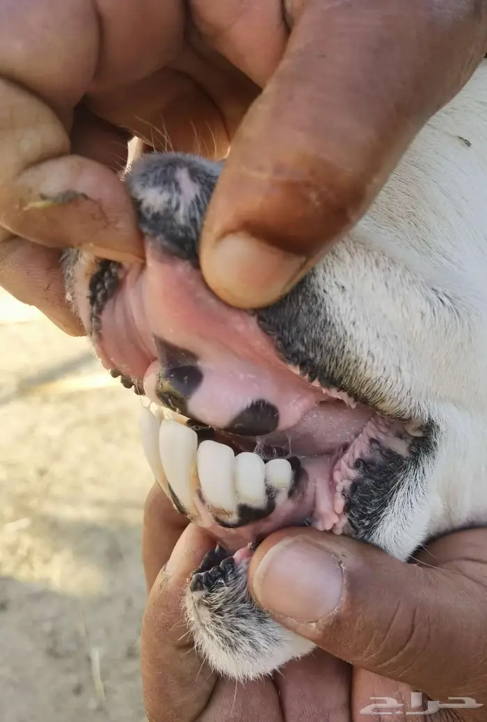 شاة حرية حرشا تحتها طلي 1