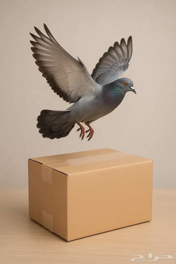 شركة مكافحه حشرات بالدمام والخبر القطيف بالظهران رش مبيدات 2