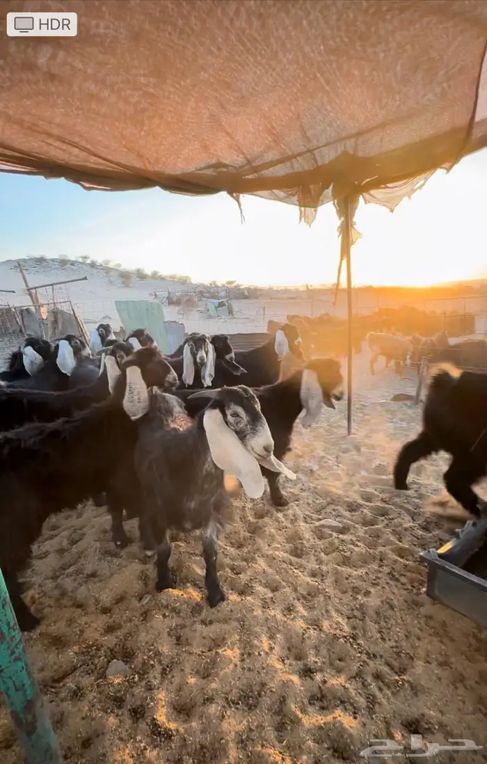 جفارات جذعات طيبة 1