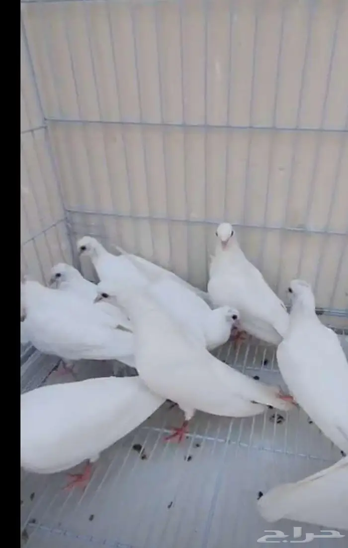 حمام صنعاني ابيض 0