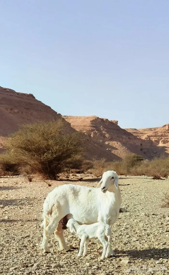 شاة حرية حرشا تحتها طلي 0