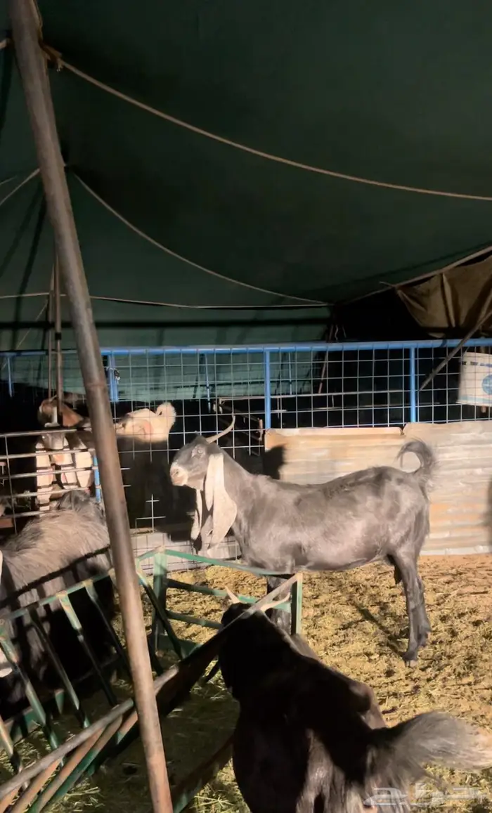 ماعز عارضي 1