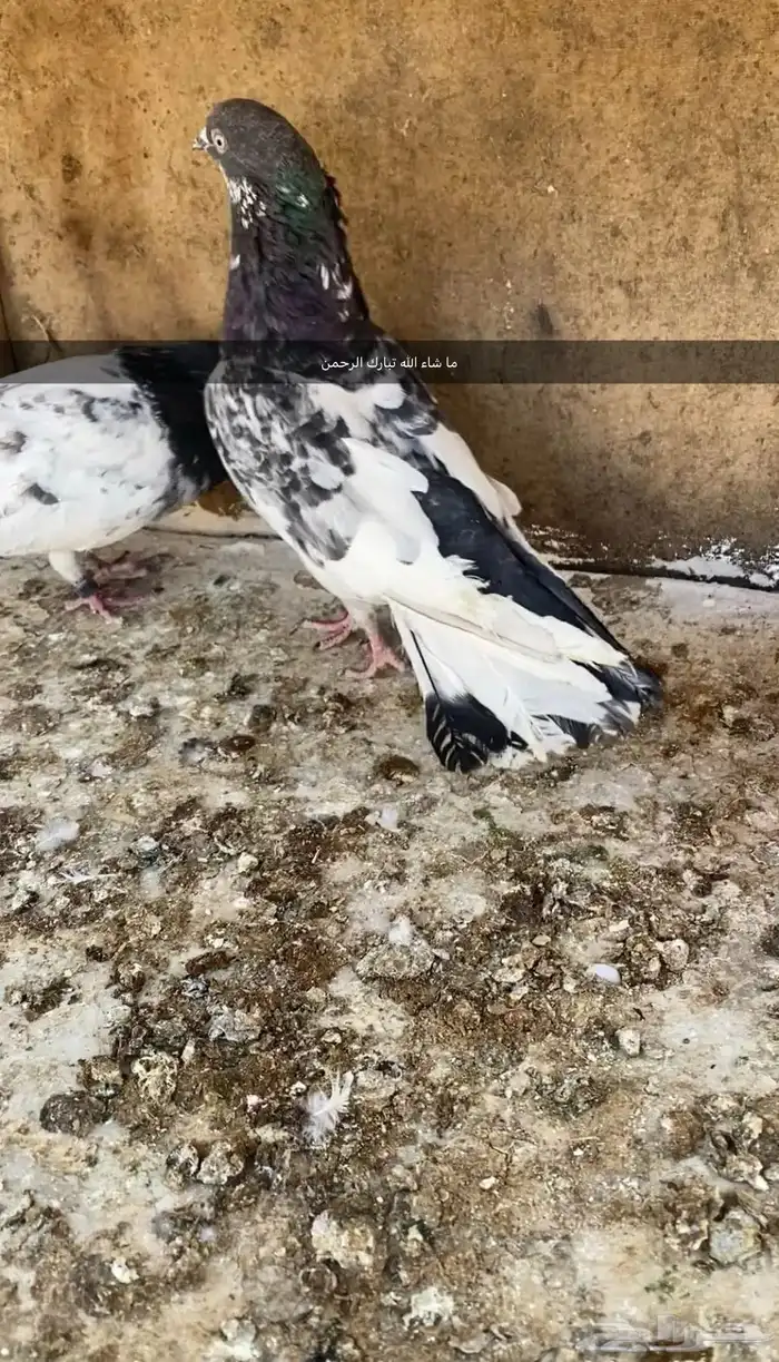 جوز حمام باكستاني 0