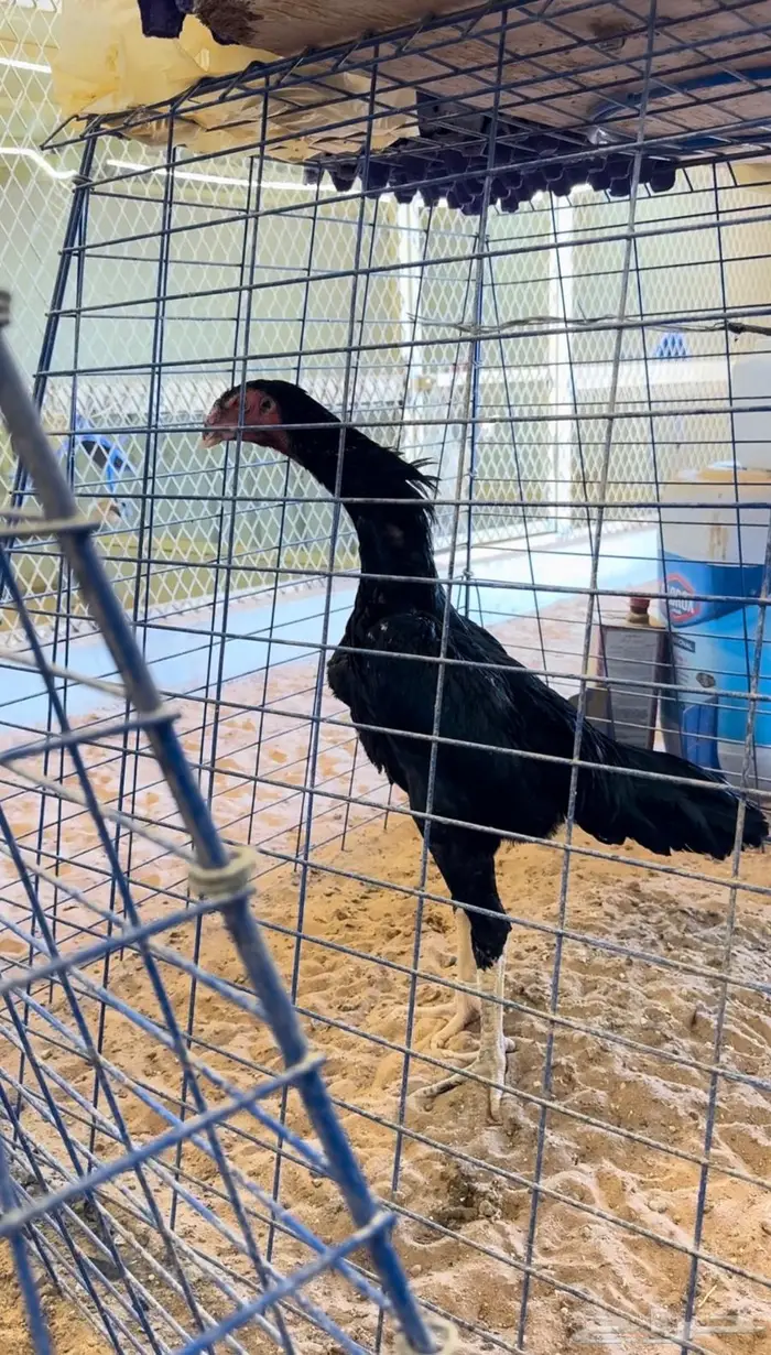 جوز شامو الماني هزاز للبيع 3