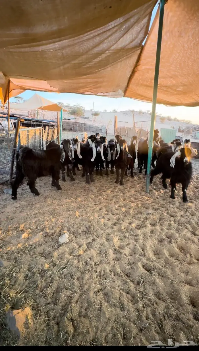 جفارات جذعات طيبة 0