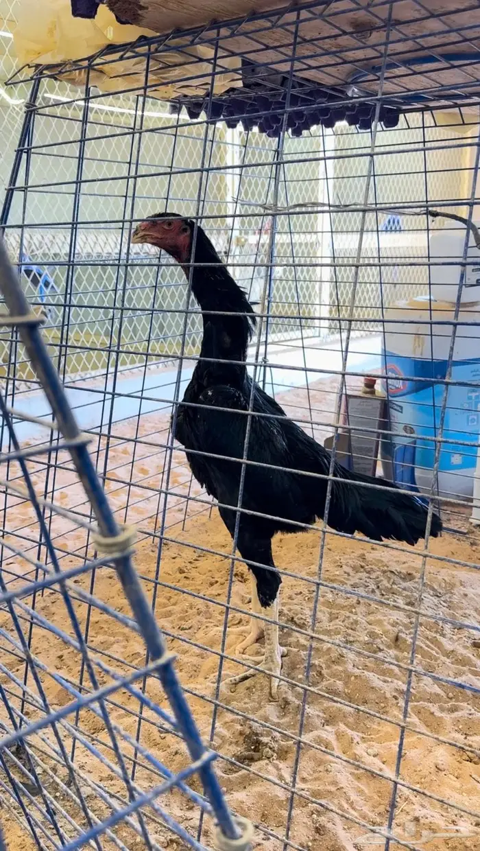 جوز شامو الماني هزاز للبيع 2