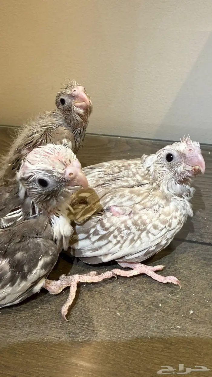 فروخ كروان 1