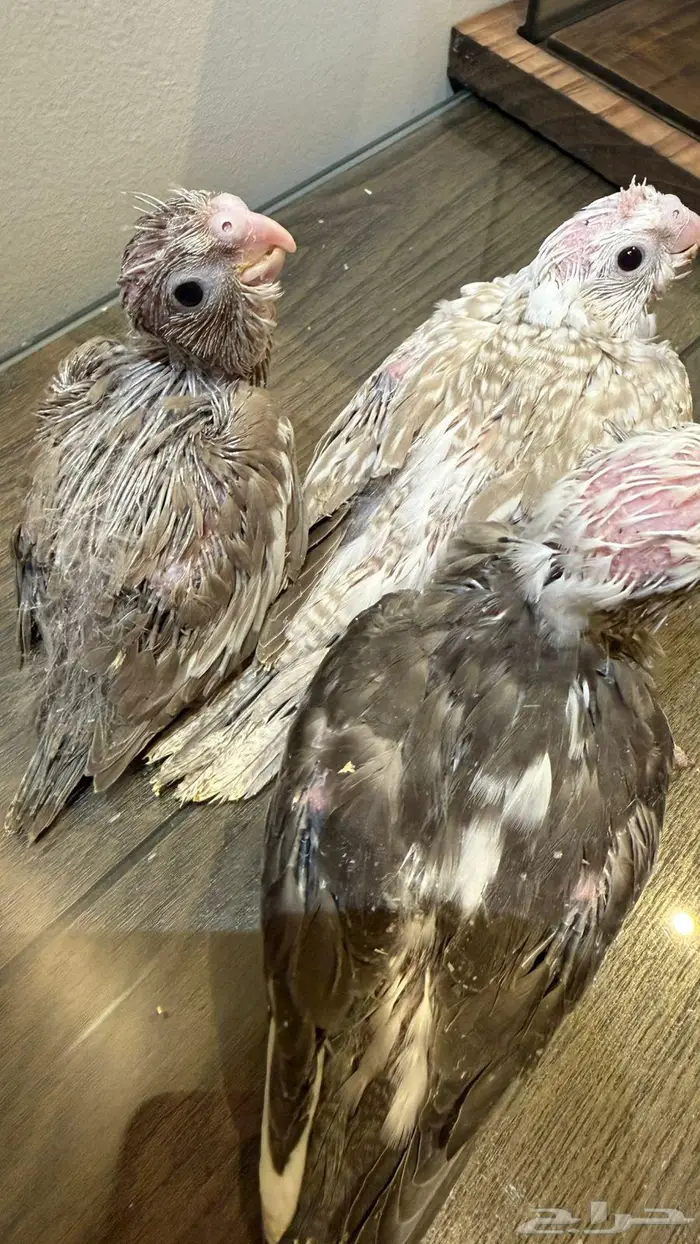 فروخ كروان 6