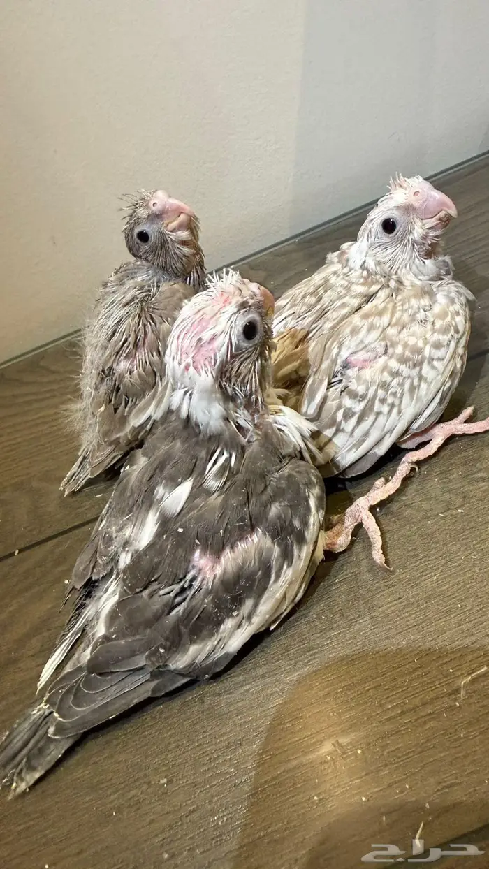 فروخ كروان 4