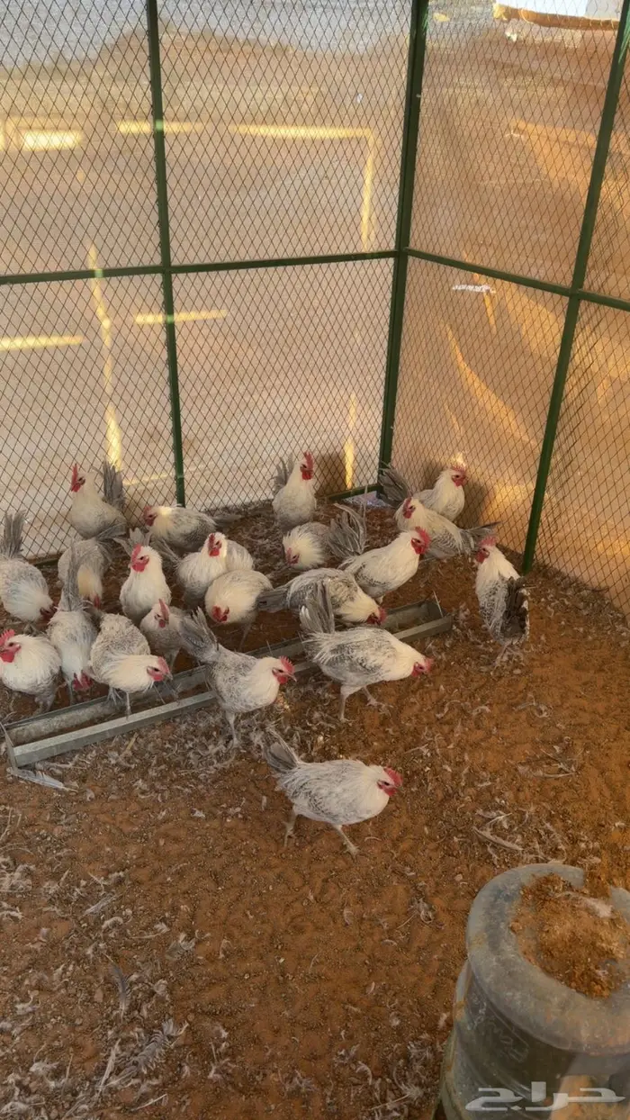 ديكه فيومي ألمنيوم بيور 0