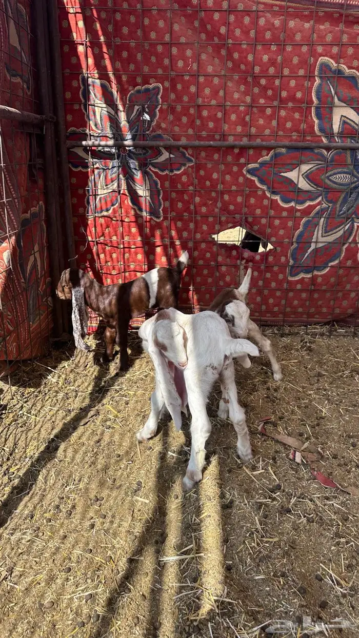 معزاء هولنديات مواليد 2