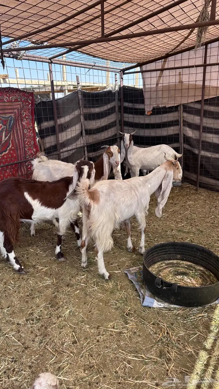 معزاء هولنديات مواليد 3